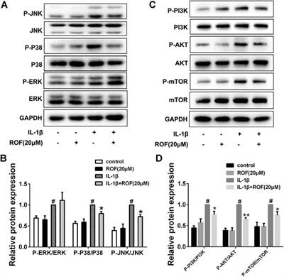 Rhoifolin Ameliorates Osteoarthritis via Regulating Autophagy